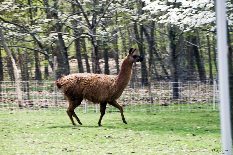 20080504_145015 D300 F FS.jpg - Broadmoor Farms, Bedford, NY